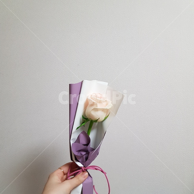 꽃,flower,꽃한송이,흰장미,장미,rose,plant,선물,꽃선물,whiterose,asinglerose,asinglewhiterose,abunchofrose,abunchofwhiterose