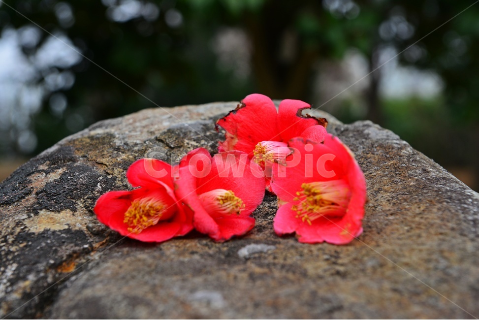 동백,동백꽃,꽃잎,바위,나무,plant,식물,동백꽃잎,식물,자연,plants,nature,꽃,flower