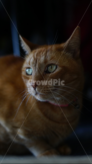 고양이,에매랄드눈,cat,노란고양이,동물,동물,animal,포유류,mammal,고양이,cat,kitten,kitty