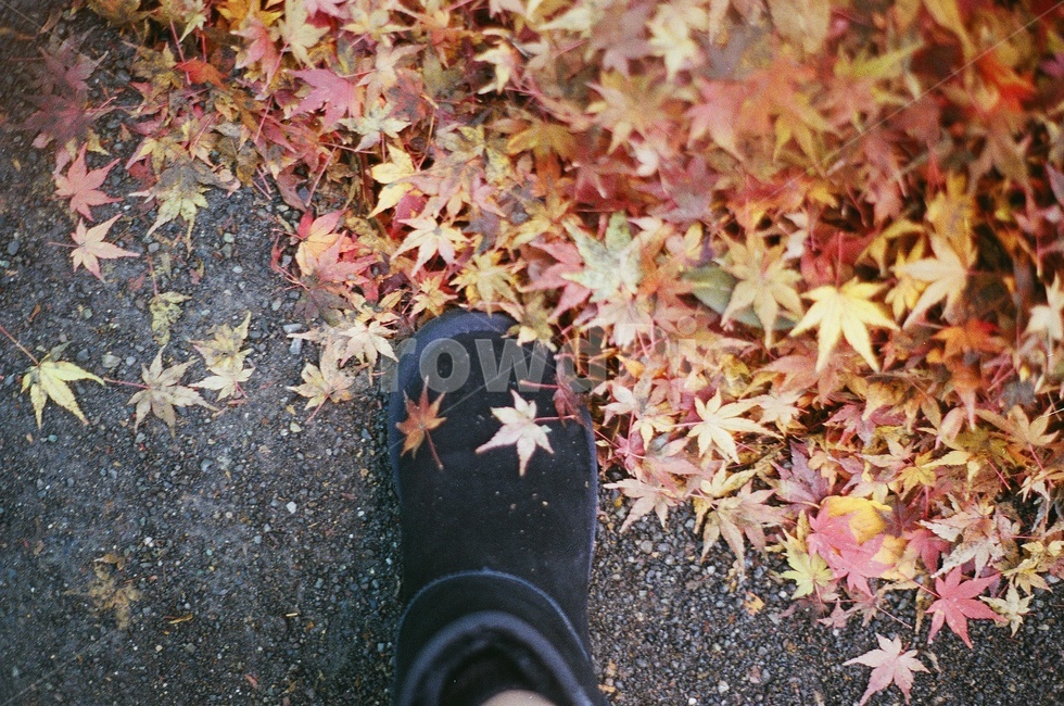 가을,낙엽,단풍,감성사진,vintage,빈티지,필름,필름사진,film,필름카메라,leaf,fall