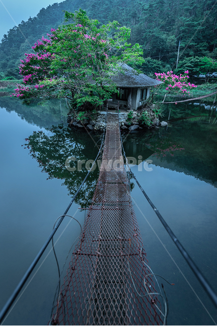 다리,호수,외딴집,백일홍,연못,자연,풍경,nature,landscape,outdoors,옥외,building,건물,water,물
