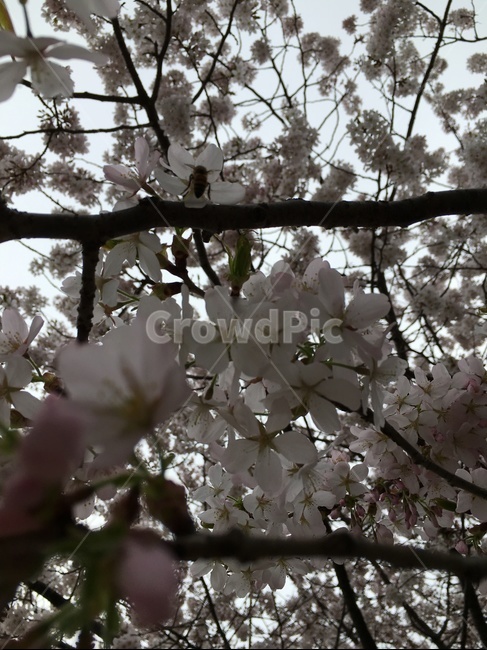 plant,식물,blossom,cherryblossom,벚꽃,flower,꽃,벌,꿀벌,식물,자연,plants,nature,꽃,flower