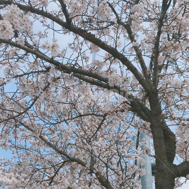 plant,식물,blossom,꽃,flower,벚꽃