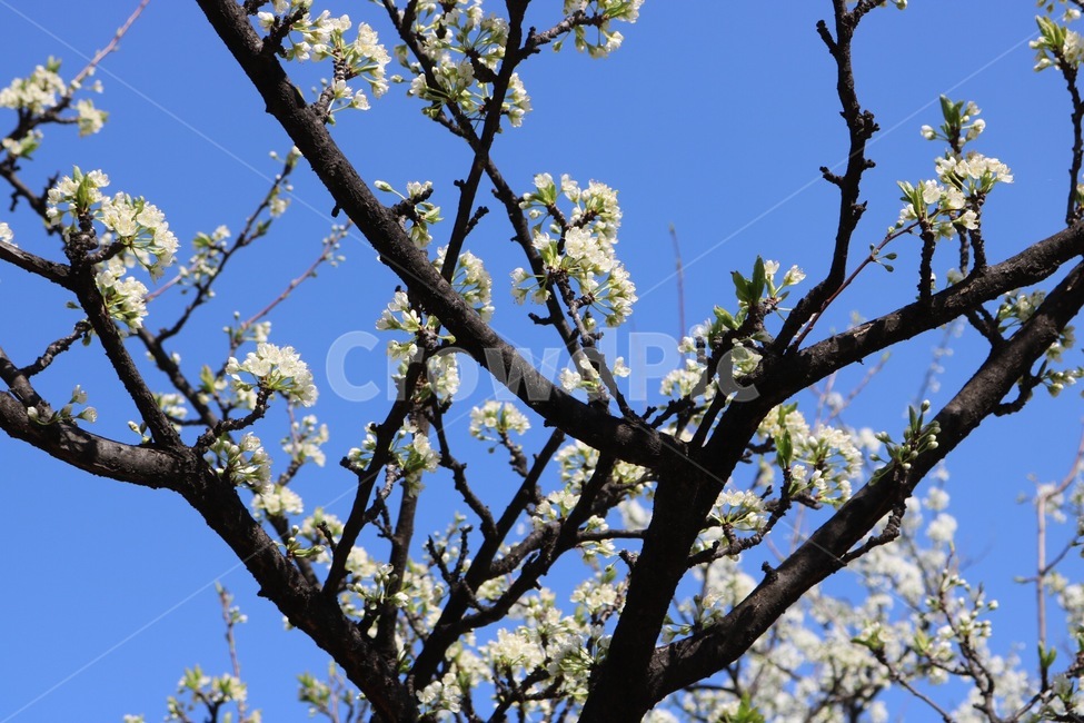 꽃,나무,꽃나무,하늘,flower,tree,sky,blue,봄,계절,spring,season,식물,자연,plants,nature,꽃,flower,plant