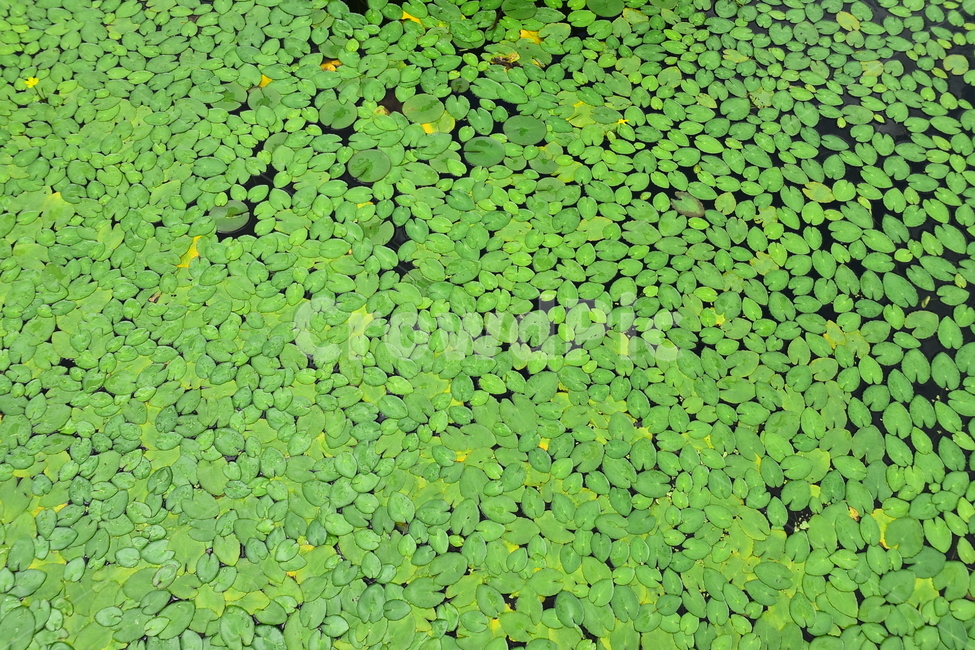 수생식물,식물,패턴,아름다움,waterlily,배경,바탕,백그라운드,녹색,pattern,background,green,노랑어리연,연잎