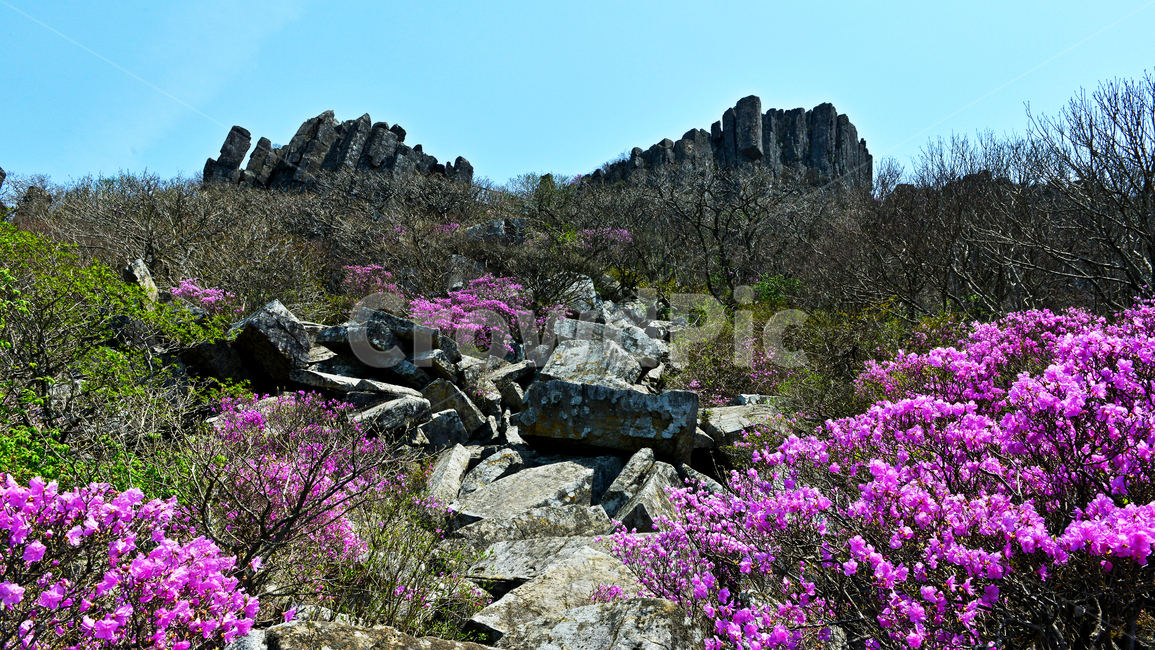 광주,무등산,무등산봄,봄,계절,서석대,입석대,주상절리대,철쭉,철쭉꽃,군락,철뚝군락,경치,경관,풍경,plant,식물,blossom,flower,꽃,outdoors,옥외,purple,보라색,nature,자연