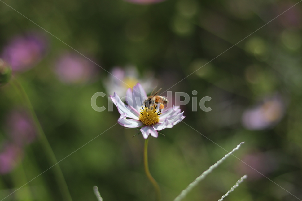 꽃,벌,꿀벌,코스모스,가을,대저,식물,자연,plants,nature,꽃,flower,동물,animal,곤충,벌레,insect,bug