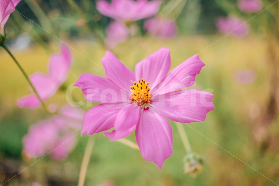 가을,코스모스,꽃,감성,풍경,자연,식물,가을,계절,fall,autumn,season,식물,자연,plants,nature,꽃,flower,plant,geranium,제라늄,blossom