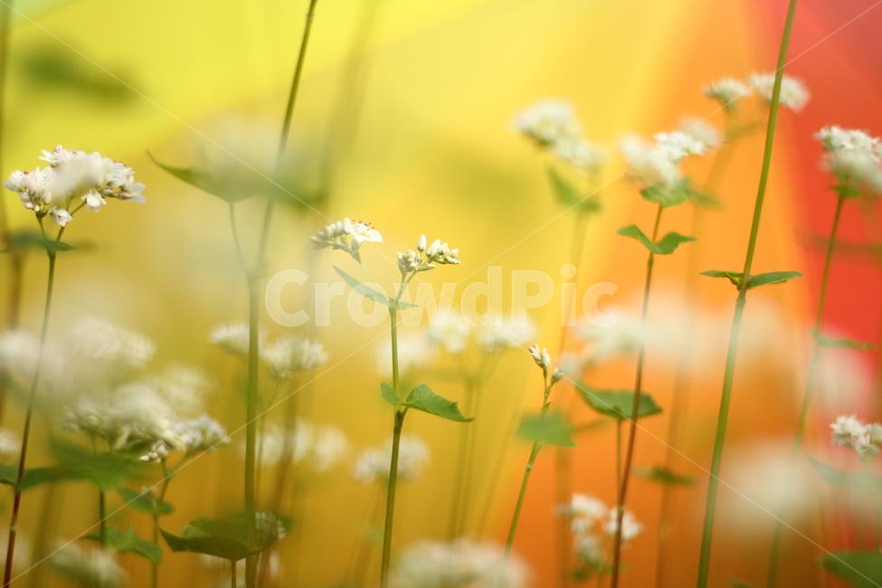 가을,꽃,분홍,꽃잎,메밀꽃,식물,자연,plants,nature,꽃,flower