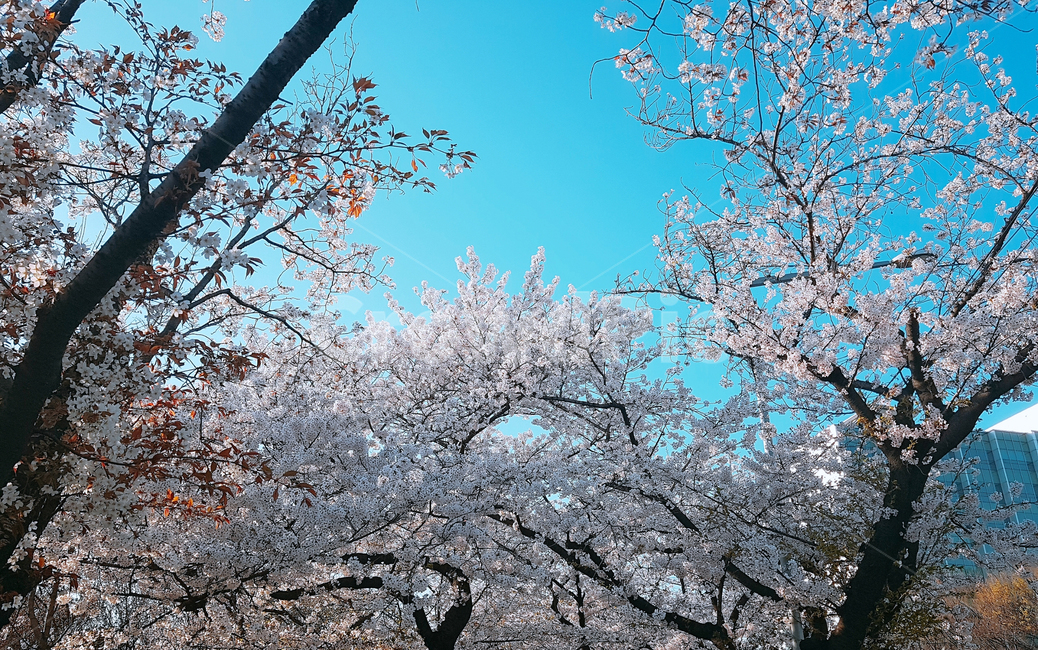 벚꽃,식물,꽃,봄,cherryblossoms,plant,flower,spring