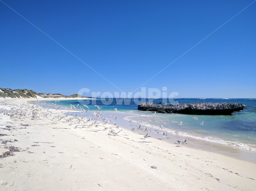 바다,갈매기,해변,자연,백사장,바닷가,로트네스아일랜드,호주,서호주,해변,바다,beach,sea,동물,animal,조류,새,birds