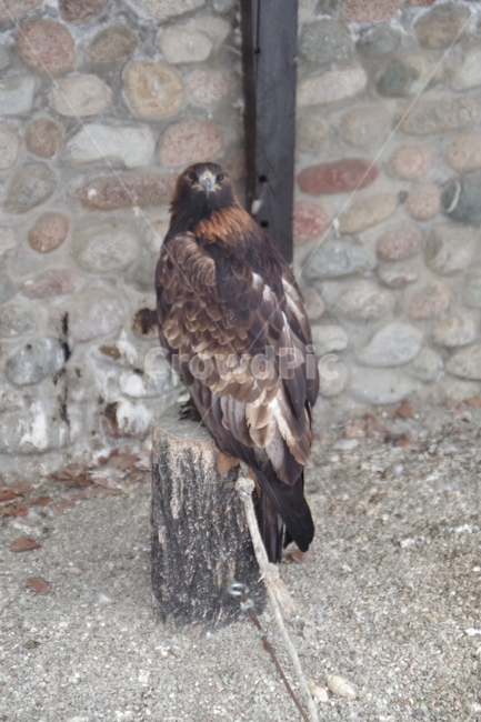 새,독수리,동물원,알마티,카자흐스탄,맹금류,eagle,birds,zoo,almaty,kazakhstan