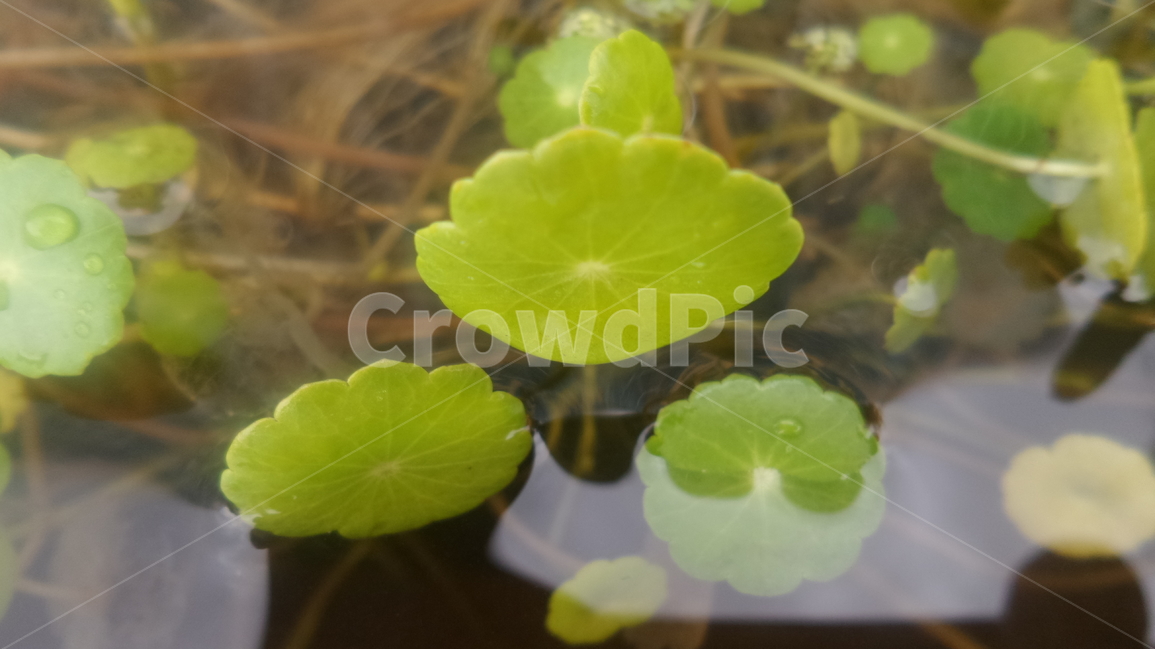 연,수련목,쌍둥이련꽃,여러해살이풀,수생식물,관상용,식물,자연,plants,nature
