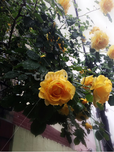 비오는날,노란장미,꽃,장미꽃,여름,식물,자연,plants,nature,꽃,flower