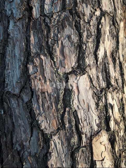 소나무껍질,pinetree,bark,질감,texture,나무,tree,나무줄기,treetrunk,식물,plant,식물,자연,plants,nature