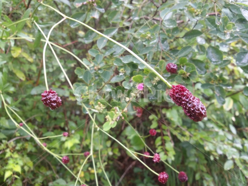 식물,plant,자연,열매,나무,식물,자연,plants,nature