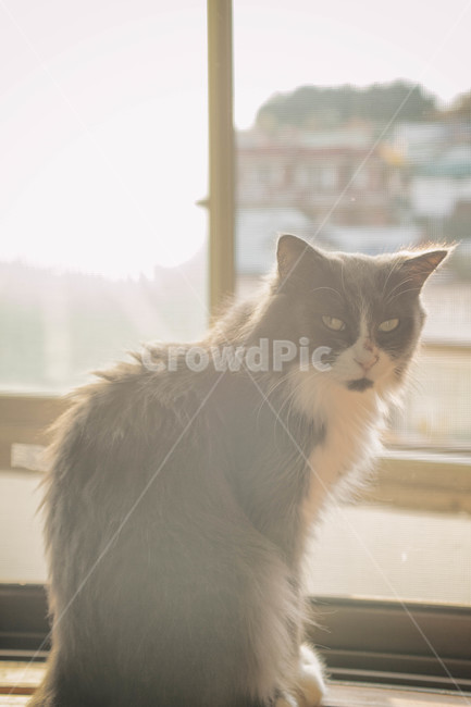 고양이,cat,반려묘,동물,animal,반려동물,가을,햇빛,햇살,유기동물,입양,fall,autumn,sun,sunlight,창가,동물,animal,포유류,mammal,고양이,cat,kitten,kitty,감성,sensible,feeling,휴식,힐링,rest,relaxation,healing
