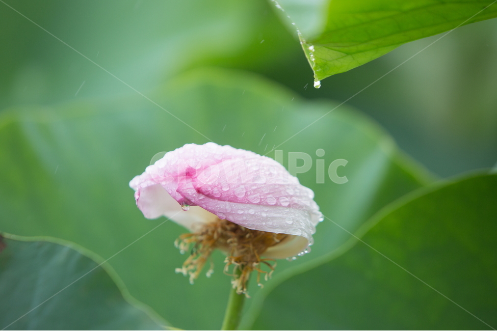 연꽃,꽃,여름꽃,식물,lotus,flower,식물,자연,plants,nature,꽃,flower,비,비오는날,rain,rainy