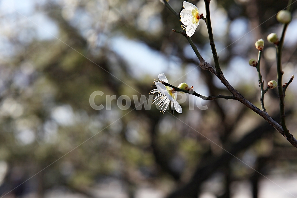 매화꽃,매화,꽃,꽃잎,봄꽃,봄,식물,자연,공원,식물,자연,plants,nature,꽃,flower