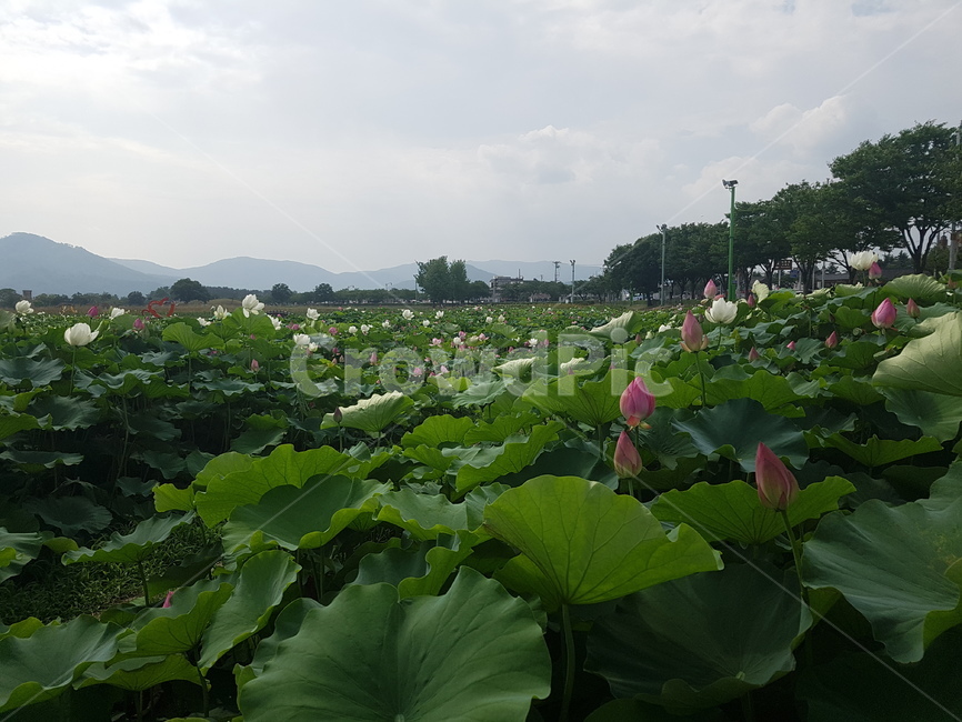 여름,경주,연꽃,연꽃단지,경주연꽃단지,연잎,절,봉우리,꽃봉우리,진흙,꽃,자연,식물,풍경,초록,여름풍경,계절풍경,여름분위기,분위기,감성,감성사진,운치,한국의미,한국의아름다움,한국,한국적인,한국적