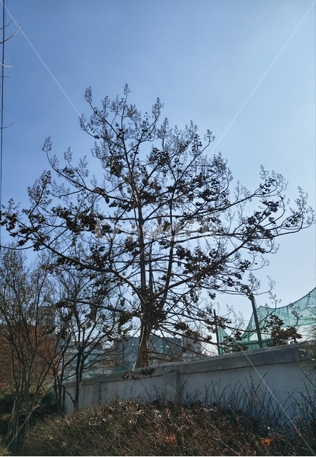 나무,맑은하늘,울창함,풍경,landscape