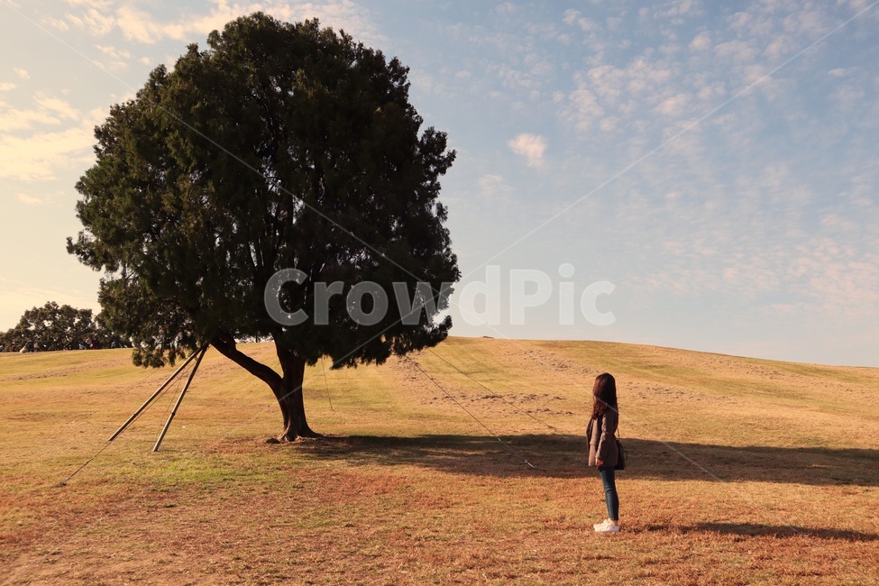 Olympic Park,sky,outcast tree,nature,tree,Field,korea,person,background,sight,wood,park