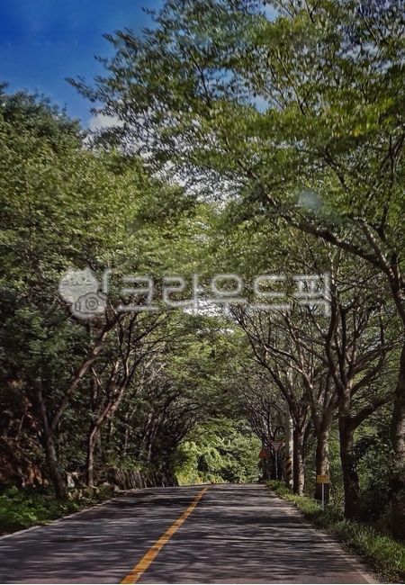 가로수,나무,길,산책,도로