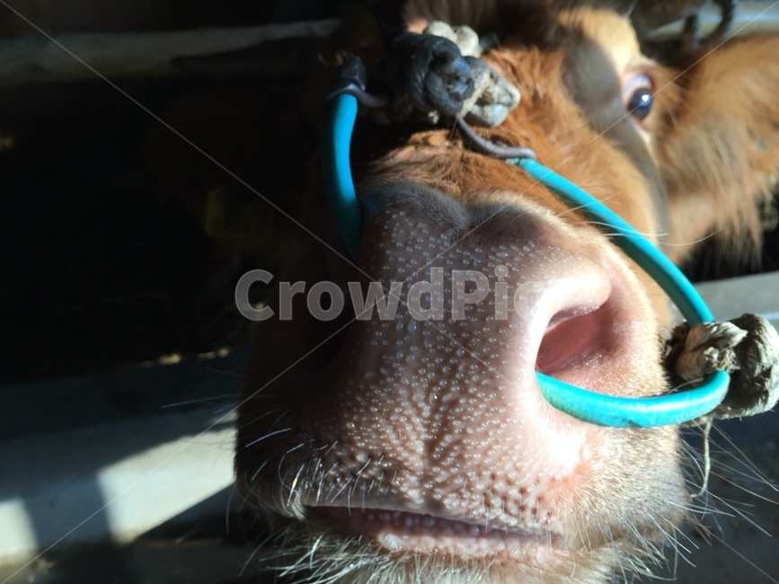 소,동물,얼굴,소코뚜레,cow,animal,동물,animal,포유류,mammal,산업,industry,industrial,목축업,목장,livestock farming,ranching,pasture