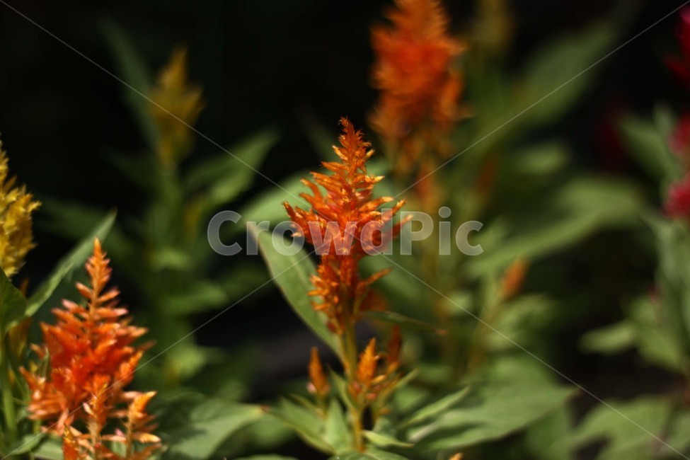 plant,식물,빨강,초록,그린,식물,자연,plants,nature,꽃,flower