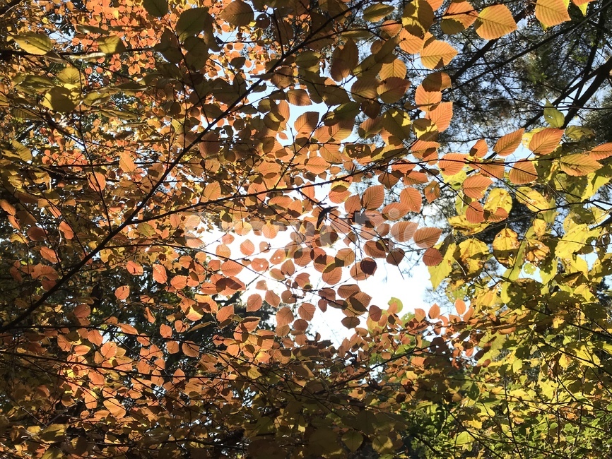 단풍,나뭇잎,햇살,자연,형형색색,가을,autumn,fall,maples,leaves,sunshine,nature,가을,계절,fall,autumn,season,plant,식물,leaf,잎,tree,나무,maple