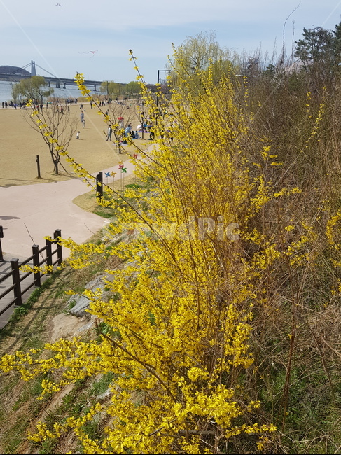 개나리,강변,공원,나들이,봄,가족,봄,계절,spring,season