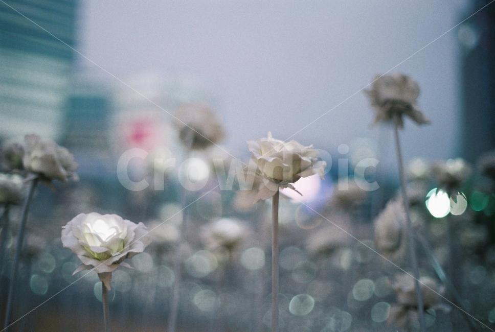 장미,꽃,flower,film,빛,감성,감성사진,야경,밤,감성,sensible,feeling