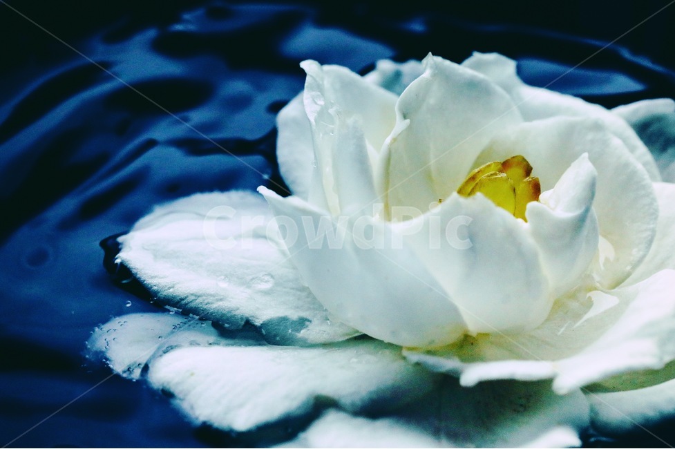 천혜향,물결,꽃,장마,macro,꽃잎,식물,자연,plants,nature,꽃,flower