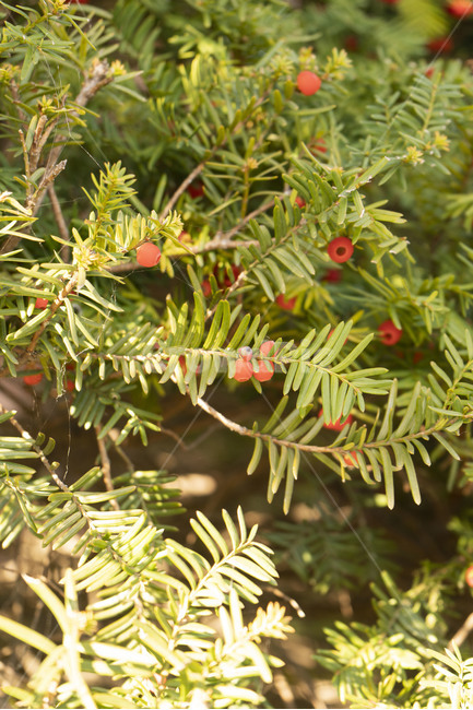 크리스마스,나무,빨간,열매,빨강,침엽수,식물,자연,plants,nature