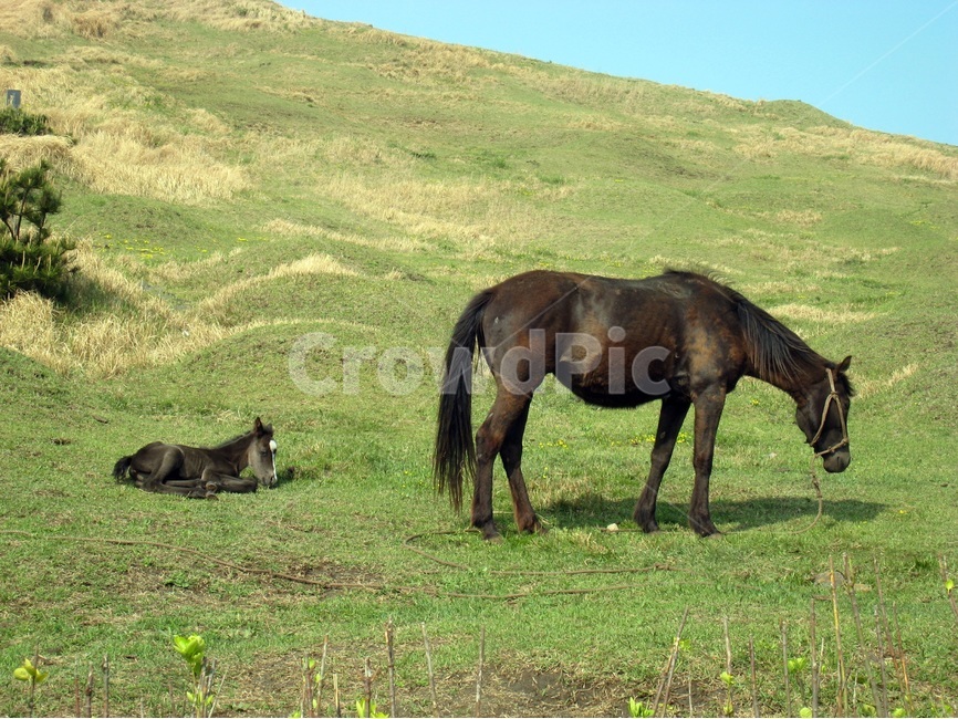 제주도,말,검은말,오름,언덕,들판,jejuisland,horse,black,blackhorse,동물,animal,포유류,mammal,산업,industry,industrial,목축업,목장,livestock farming,ranching,pasture