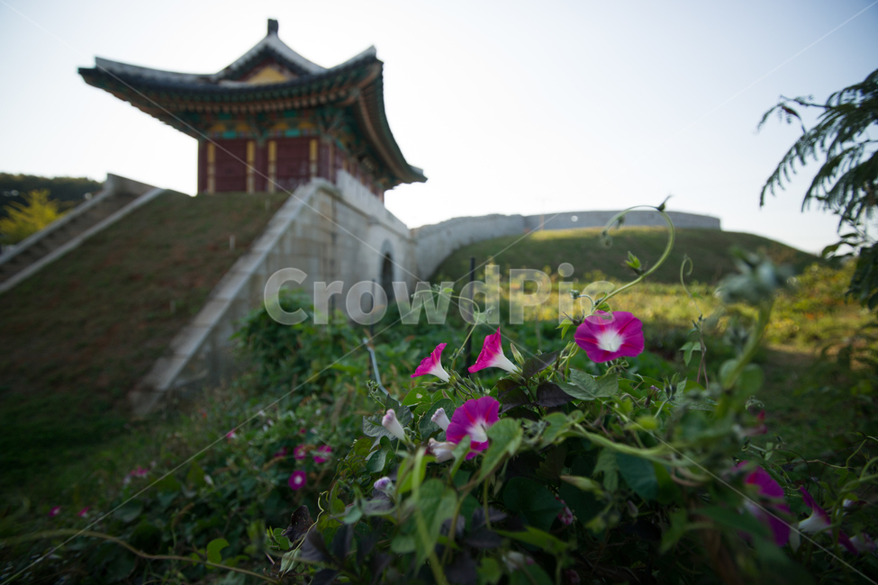 개화,만개,배경,바탕,배경이미지,뒷배경,성곽,성,요새,강화도,유적지,성루,나팔꽃,성벽