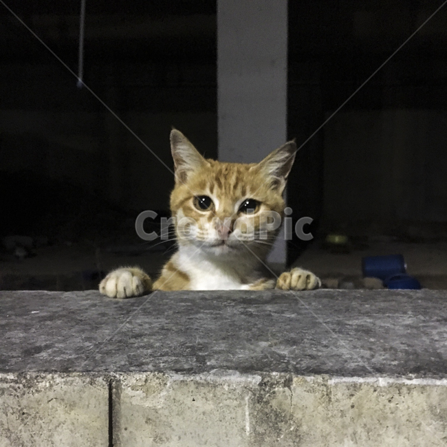 고양이,cat,동물,pet,슈렉고양이,귀여움,똘망똘망,먹이를기다리는,눈빛,눈망울,길고양이