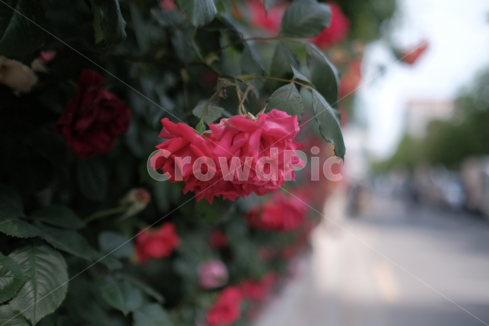 장미,꿏,붉은,길,담벼락,야생,rose,flower,red,street,wall,wild