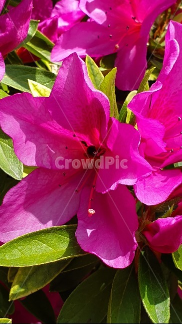 철죽,자연,벌,일,꿀벌,빨강,꽃,봄,집중,봄,계절,spring,season,식물,자연,plants,nature,꽃,flower,동물,animal,곤충,벌레,insect,bug,plant,blossom,geranium,제라늄