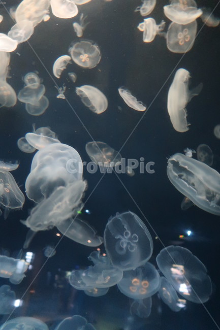 아쿠아리움,수족관,동물,수달,해파리,자연,aquarium,animal,otter,jellyfish,nature,물