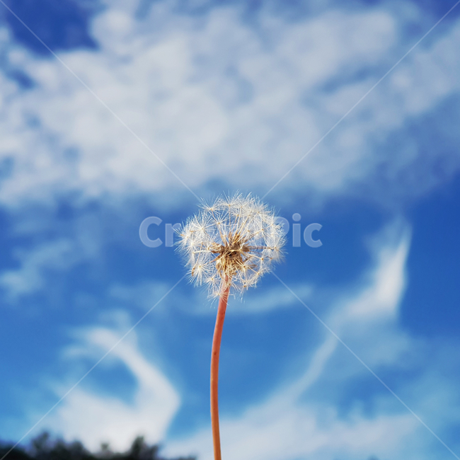 민들레,구름,하늘,맑은,푸른,민들레홀씨,바람,파란색,홀로,혼자,sky,cloud,자유로운,글귀배경,식물,자연,plants,nature,꽃,flower