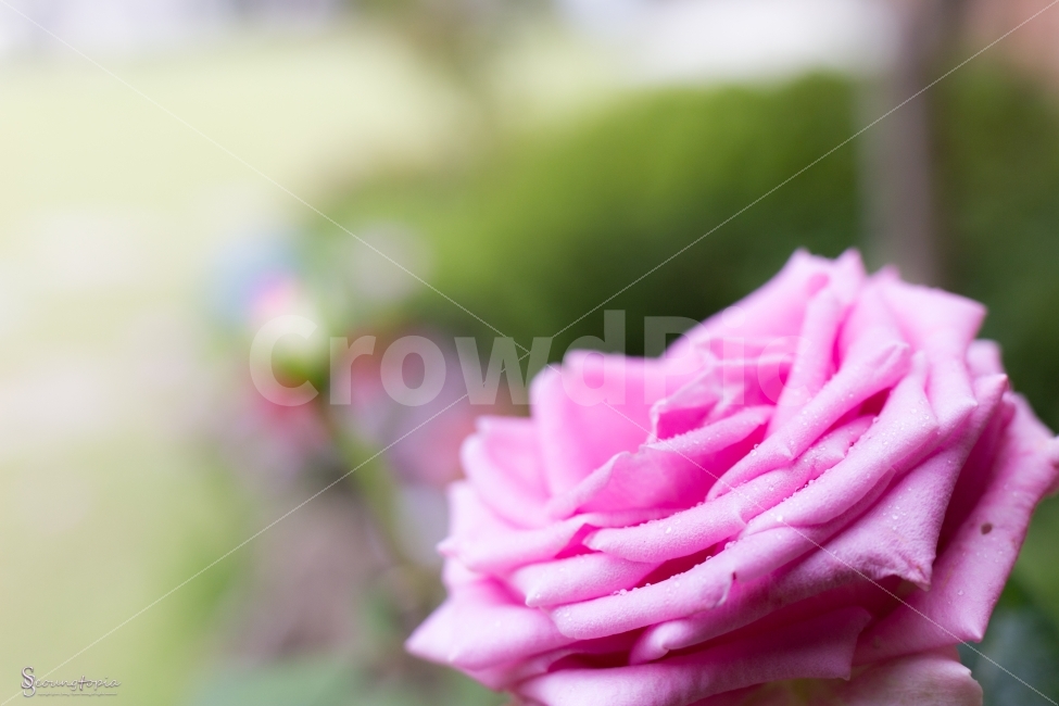 꽃,사진,접사,장미,분홍장미,식물,자연,plants,nature,꽃,flower