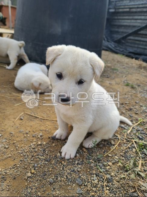 강아지,새끼개,진돗개,아기강아지,dog,lookingat,sitting,sit,귀여운,cute,adorable,사랑스러운