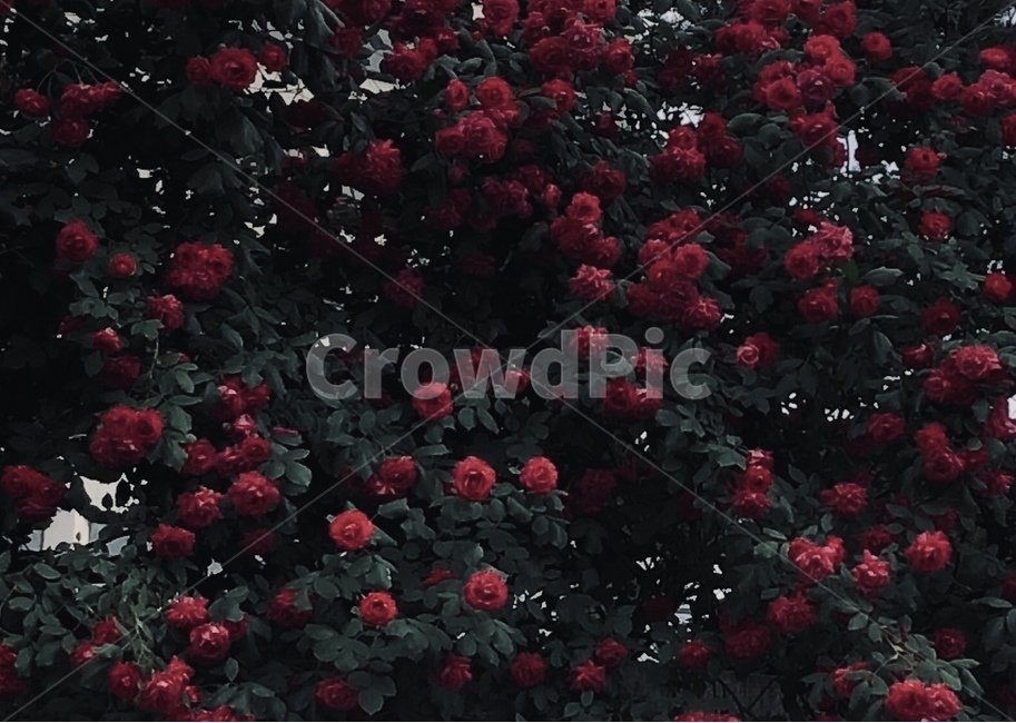 flower,blossom,장미,감성,장미꽃