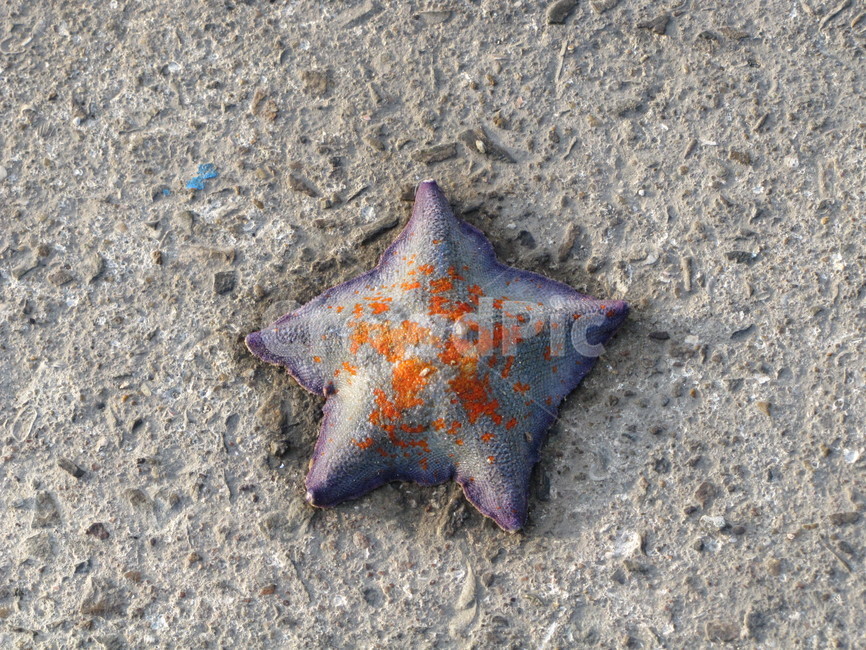 바다,바닷가,불가사리,별가사리,해변,해변,바다,beach,sea