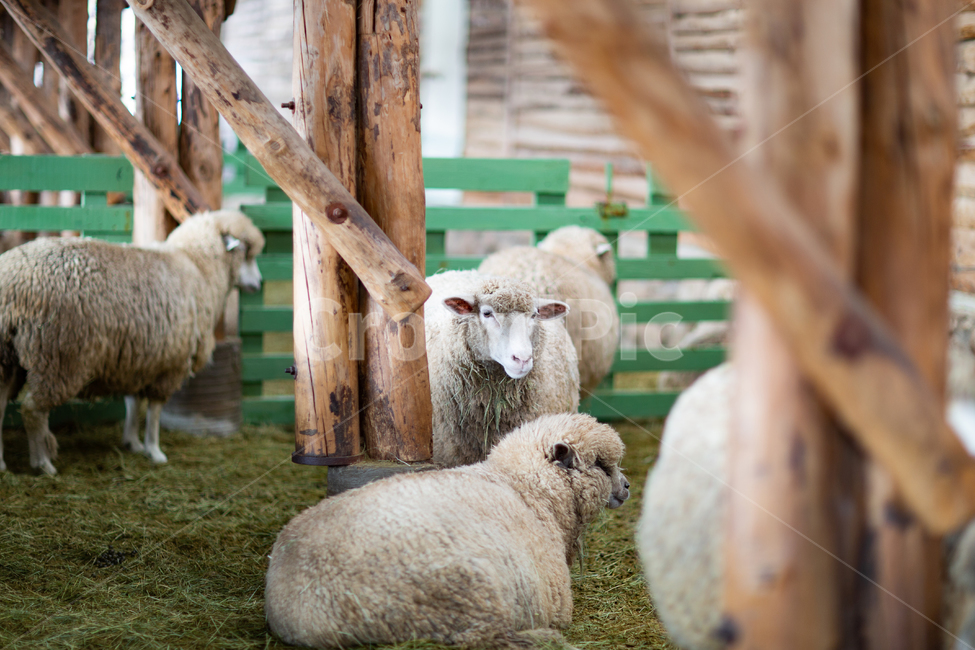 동물,양,목장,양털,양떼목장,sheep,animal