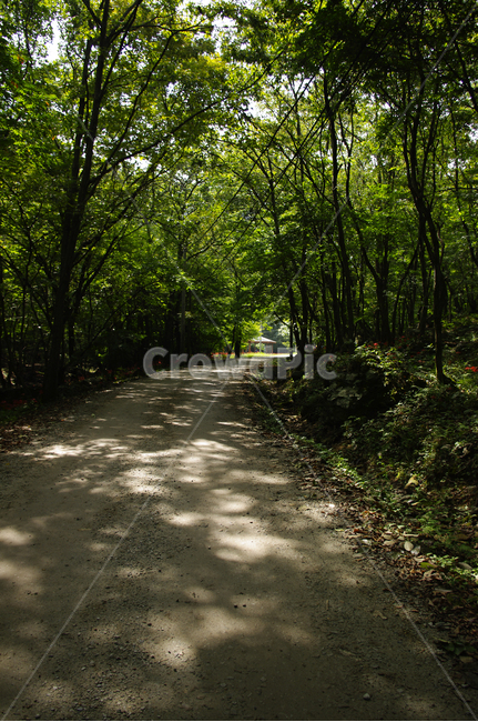숲길,나무,숲,빛,길,풍경,자연,풍경,nature,landscape,path,통로,road,도로,asphalt,아스팔트