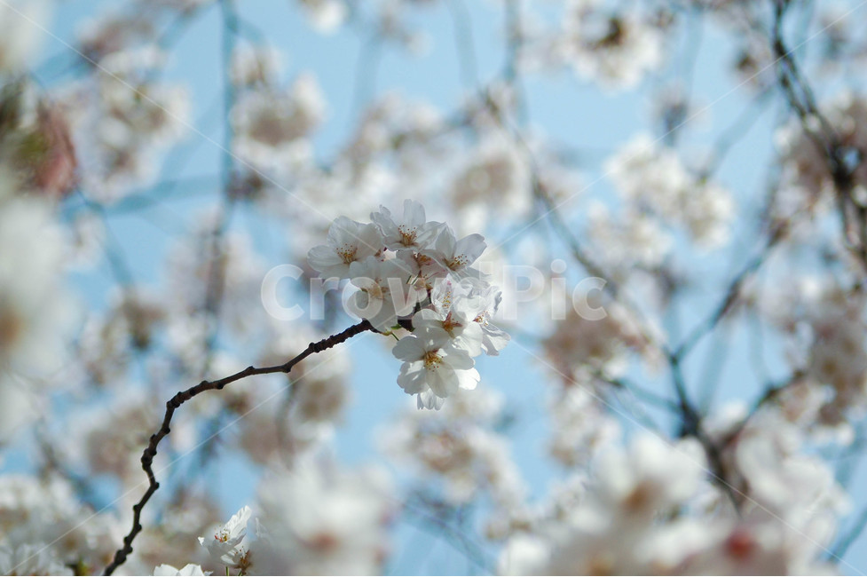 봄,벚꽃,자연,풍경,나무,봄,계절,spring,season,식물,자연,plants,nature,꽃,flower,plant