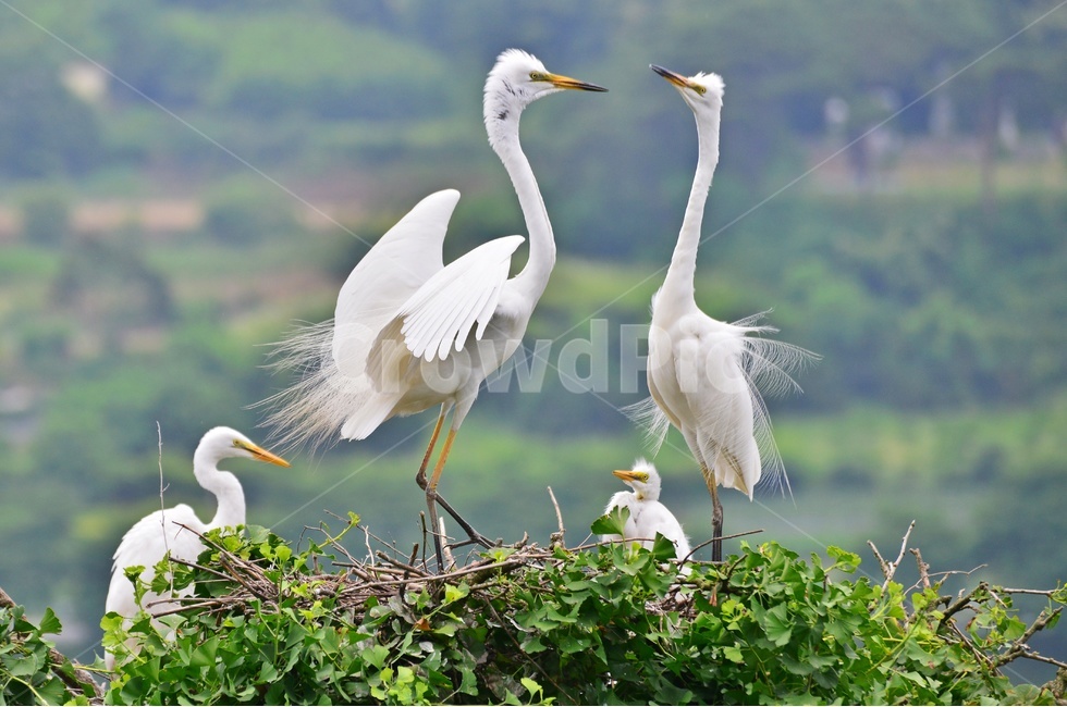 전북,임실,백로,백로부부,백로부부사랑,백로육추,bird,waterfowl,물새,stork,황새,동물,animal,조류,새,birds