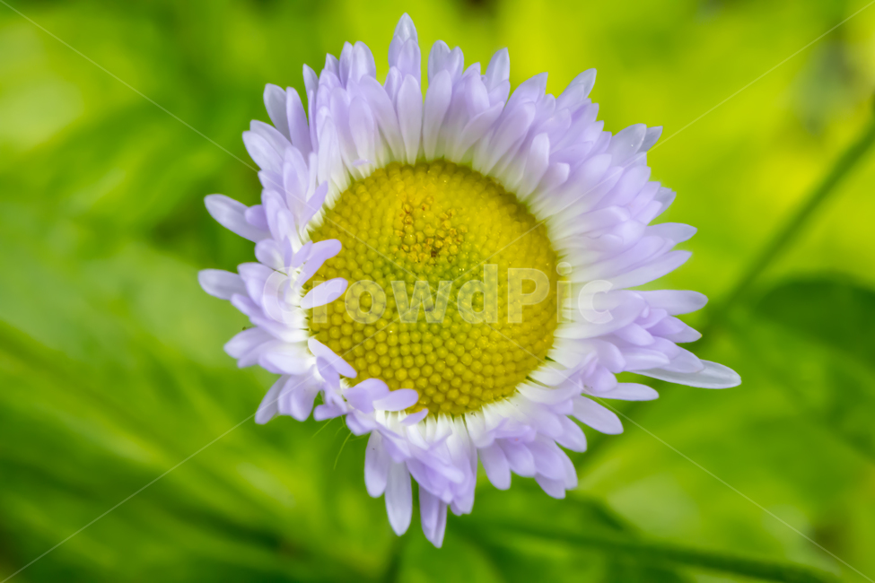 꽃,들꽃,식물,접사,macro,flower,green,yellow,식물,자연,plants,nature,꽃,flower